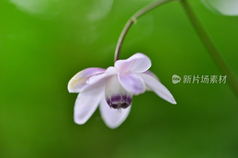 Anemonopsis macrophylla花